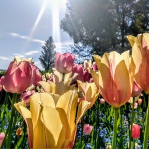 Tulips-yellow-sunlit-Crystal-Hermitage-Village-05-2019-ST-1080x1080