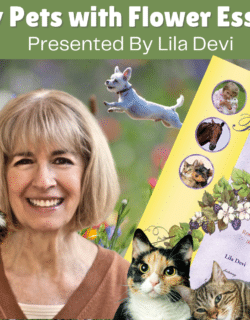 Lila Devi event pets