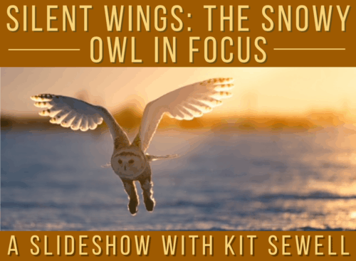 Silent Wings